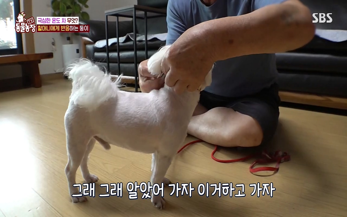 TV 동물농장.E1085.220905p-NEXT.mp4_20220904_173527.617.jpg