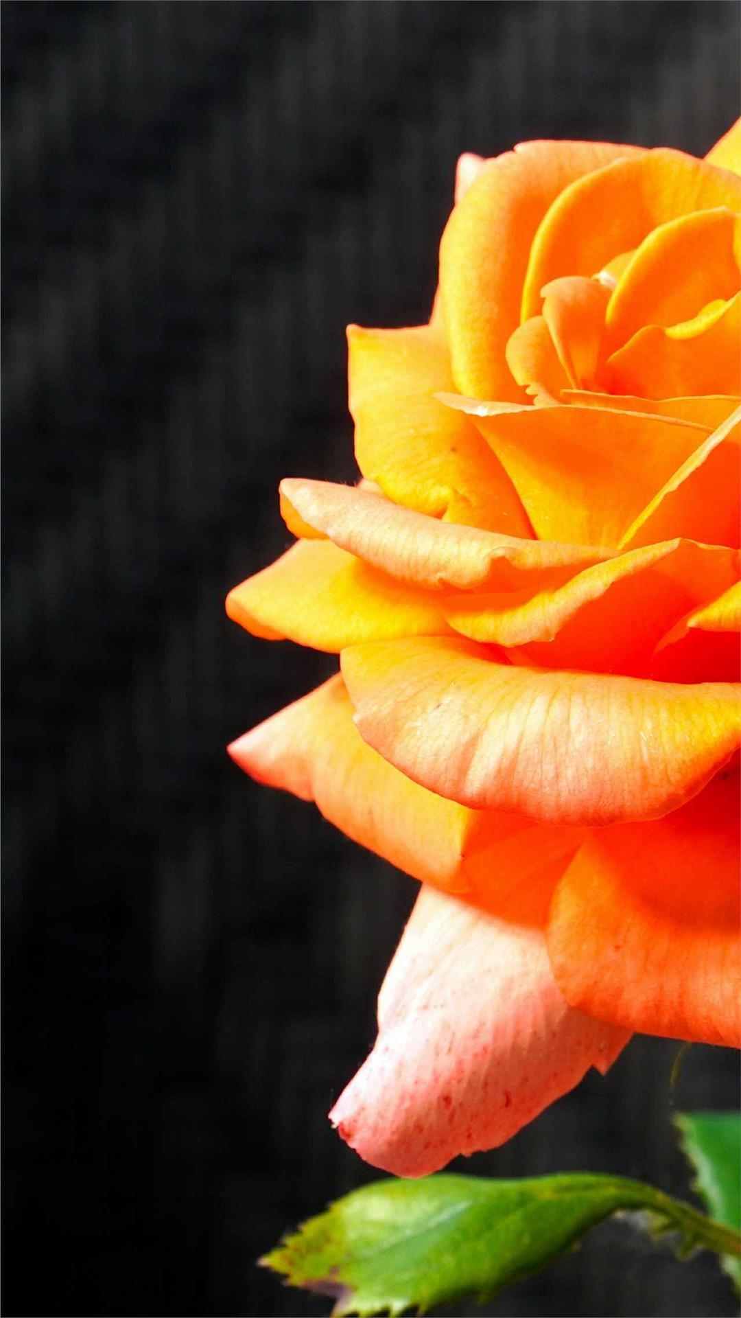 Rose Flower iPhone Wallpaper