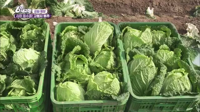 6시 내고향_김장의 필수품 평창 고랭지 배추 - 강원 평창 [슬기로운 두 반장] 슬기로운 어르신들을 찾아서 (충북 제천) [붕붕이가 간다] 철원에 무슨 일이 (강원 철원) [인생은 행복海] 우리는 환상의 사촌 (경남 통영).ts_20231117_205436.583.jpg