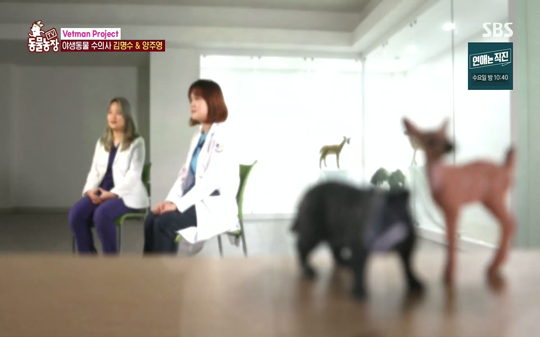 TV 동물농장.E1081.220807p.H264-F1RST.mp4_20220807_202527.395.jpg
