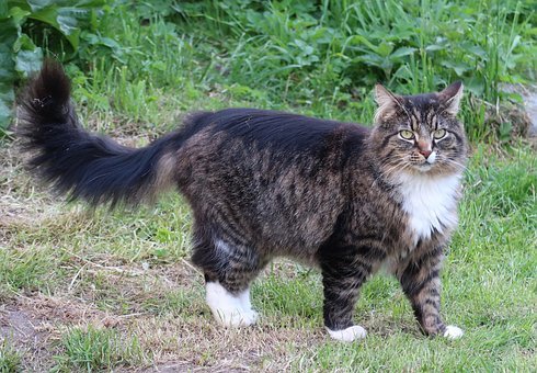  고양이 인기 품종 3: 노르웨이지언 포레스트 캣(Norwegian Forest Cats), 네바마스커레이드 캣(네바, 시베리안 캣), 뱅갈(Bengal)