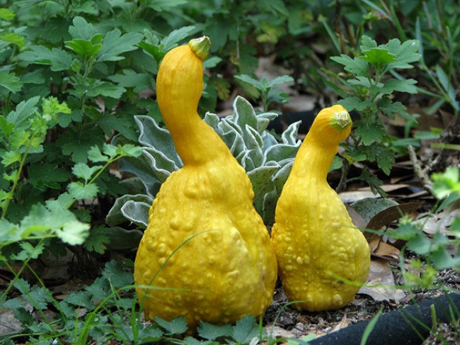 img.jpg