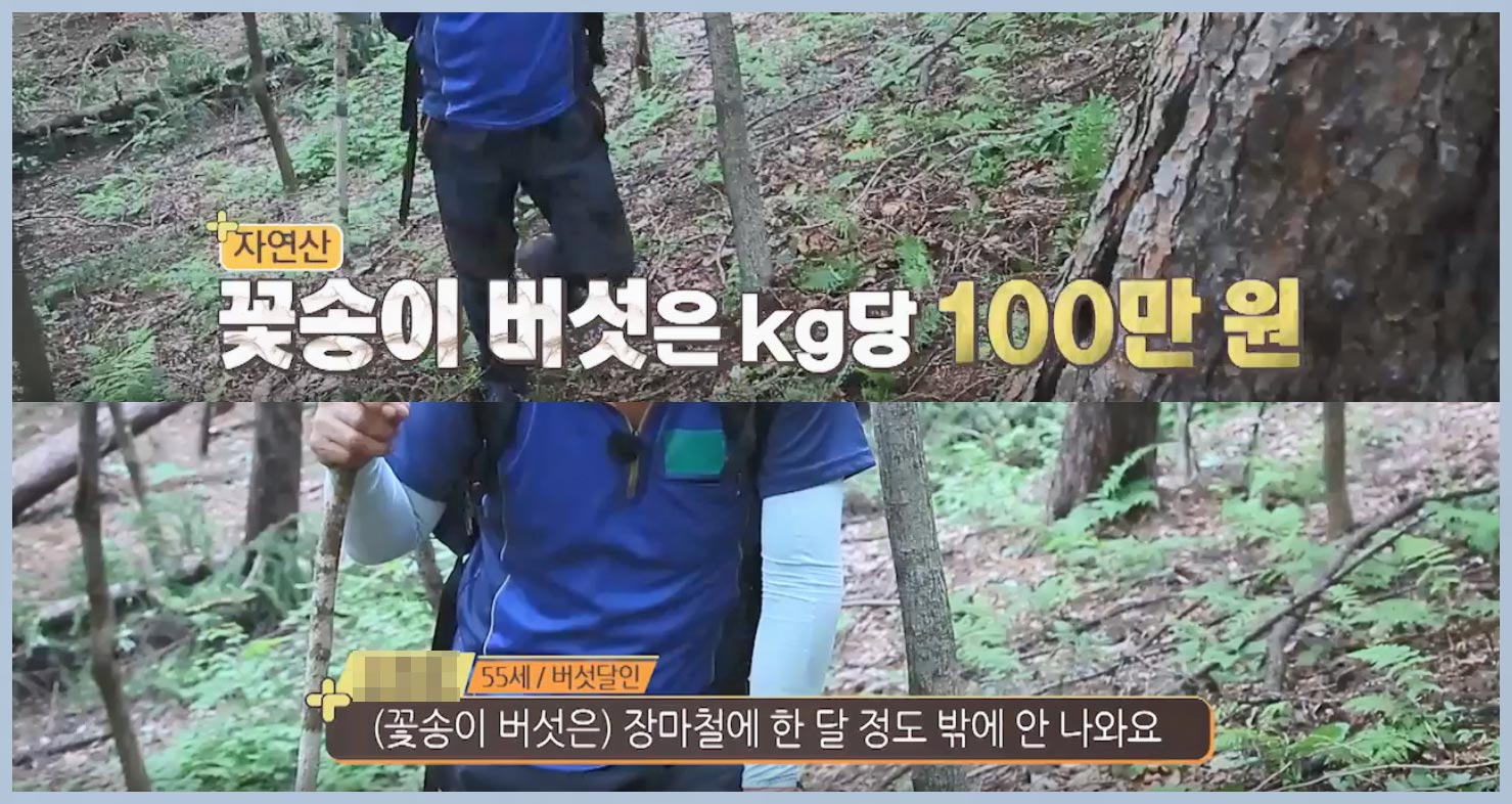 작은꽃송이 이미지