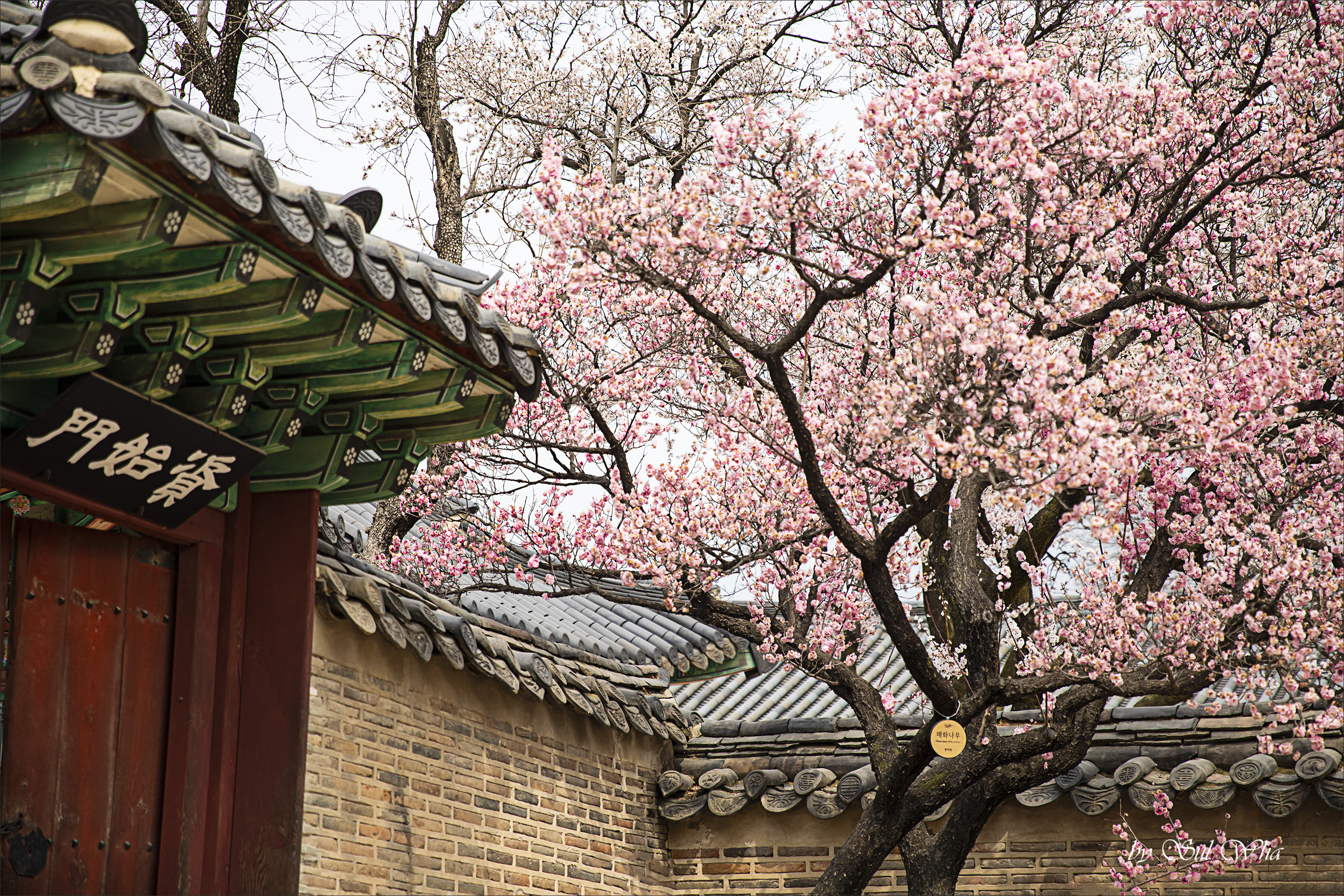 (창덕궁 만첩홍매화) ​​2023년 3월 28일 See More 5