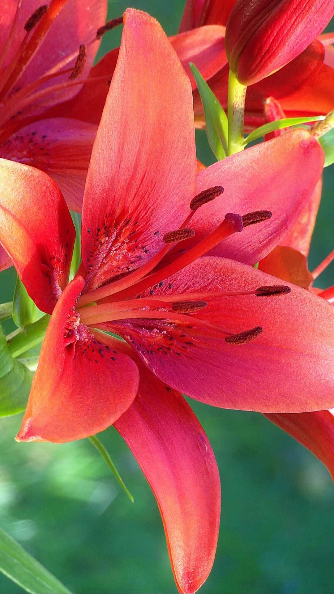 Lily Flower iPhone Wallpaper