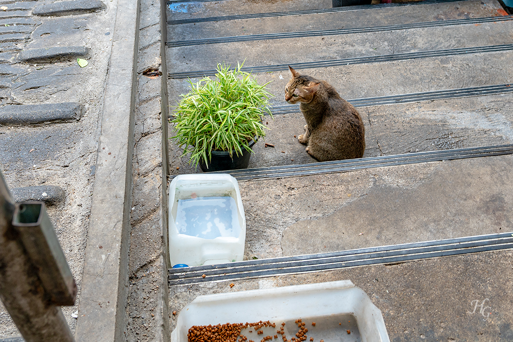 태국 방콕 후웨이쾅 시장(ตลาดห้วยขวาง Huai Khwang Market) 입구 고양이
