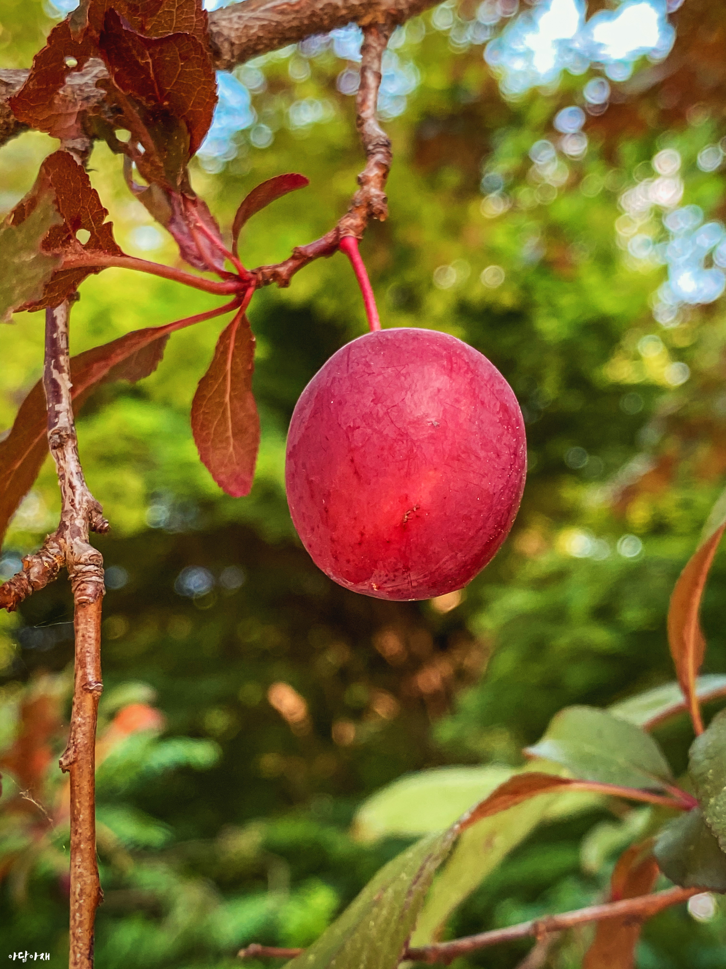  서양자두나무 / Prunus domestica