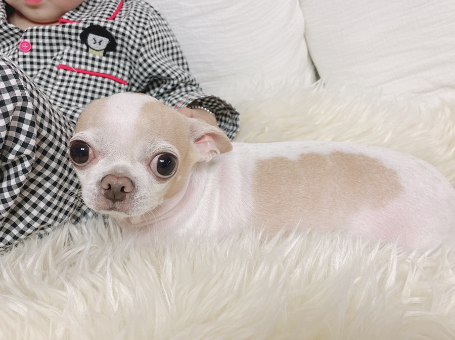 단모 성격 털빠짐 주의점