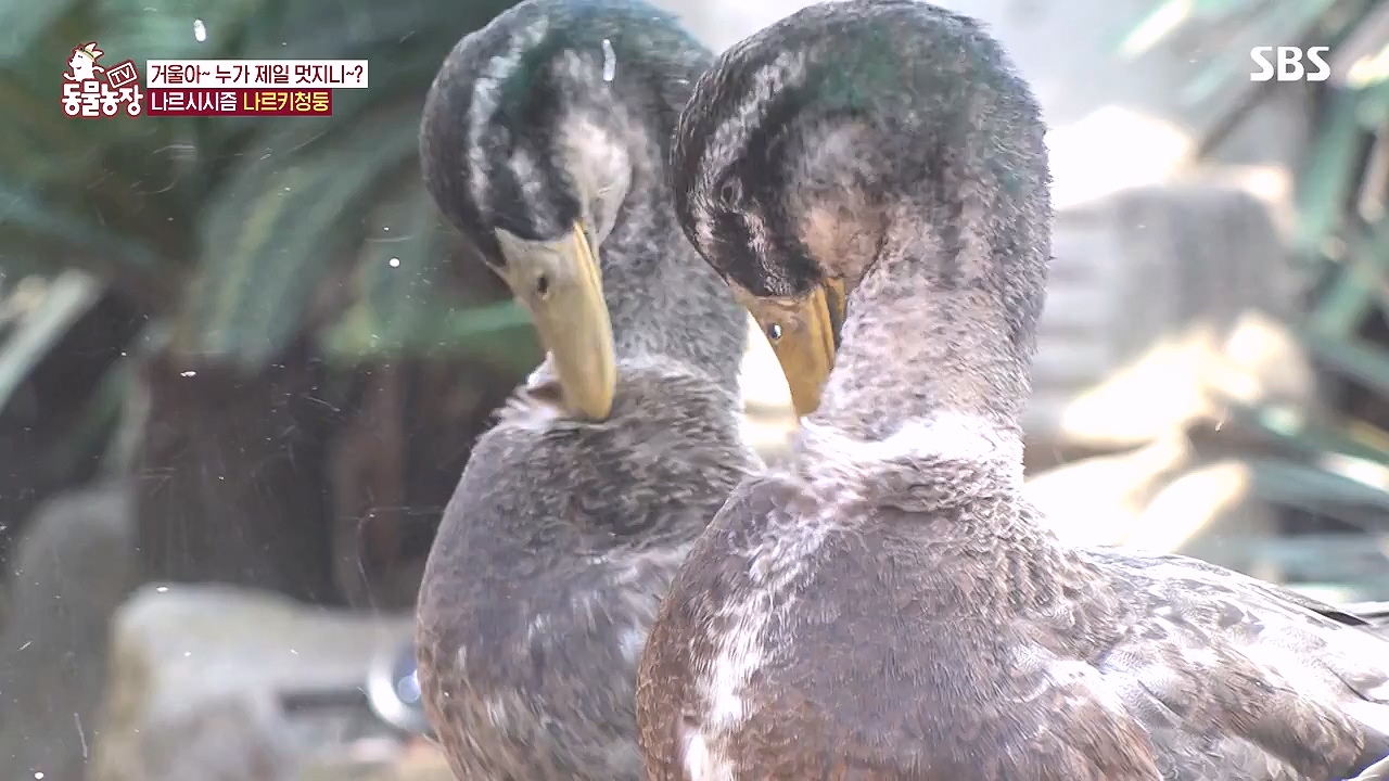 TV 동물농장.E1153.240108p-NEXT.mp4_20240107_173830.083.jpg