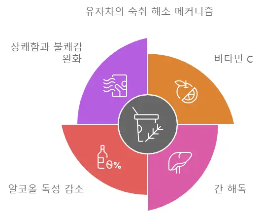 유자차의 숙취해소 기능