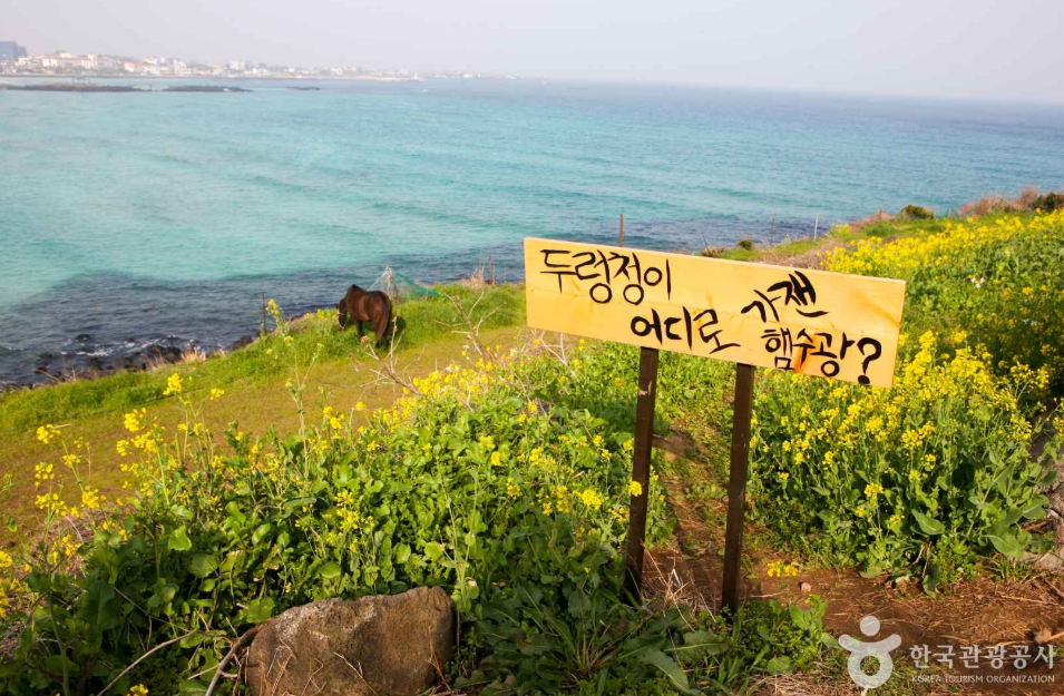 제주 유채꽃 명소 서우봉