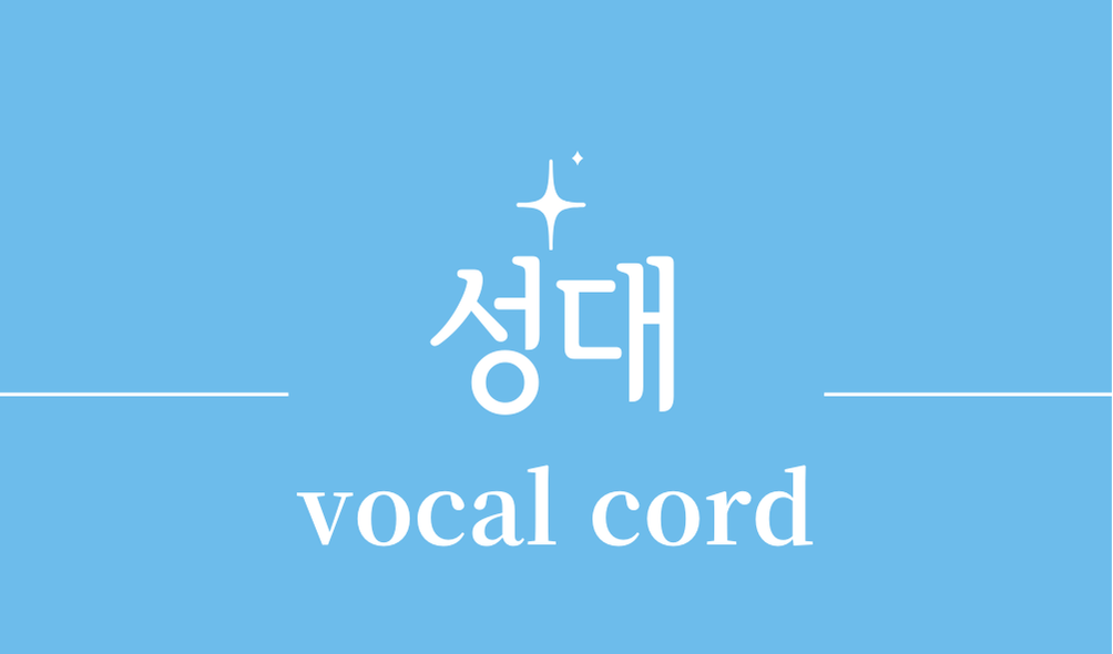 '성대(vocal cord)'
