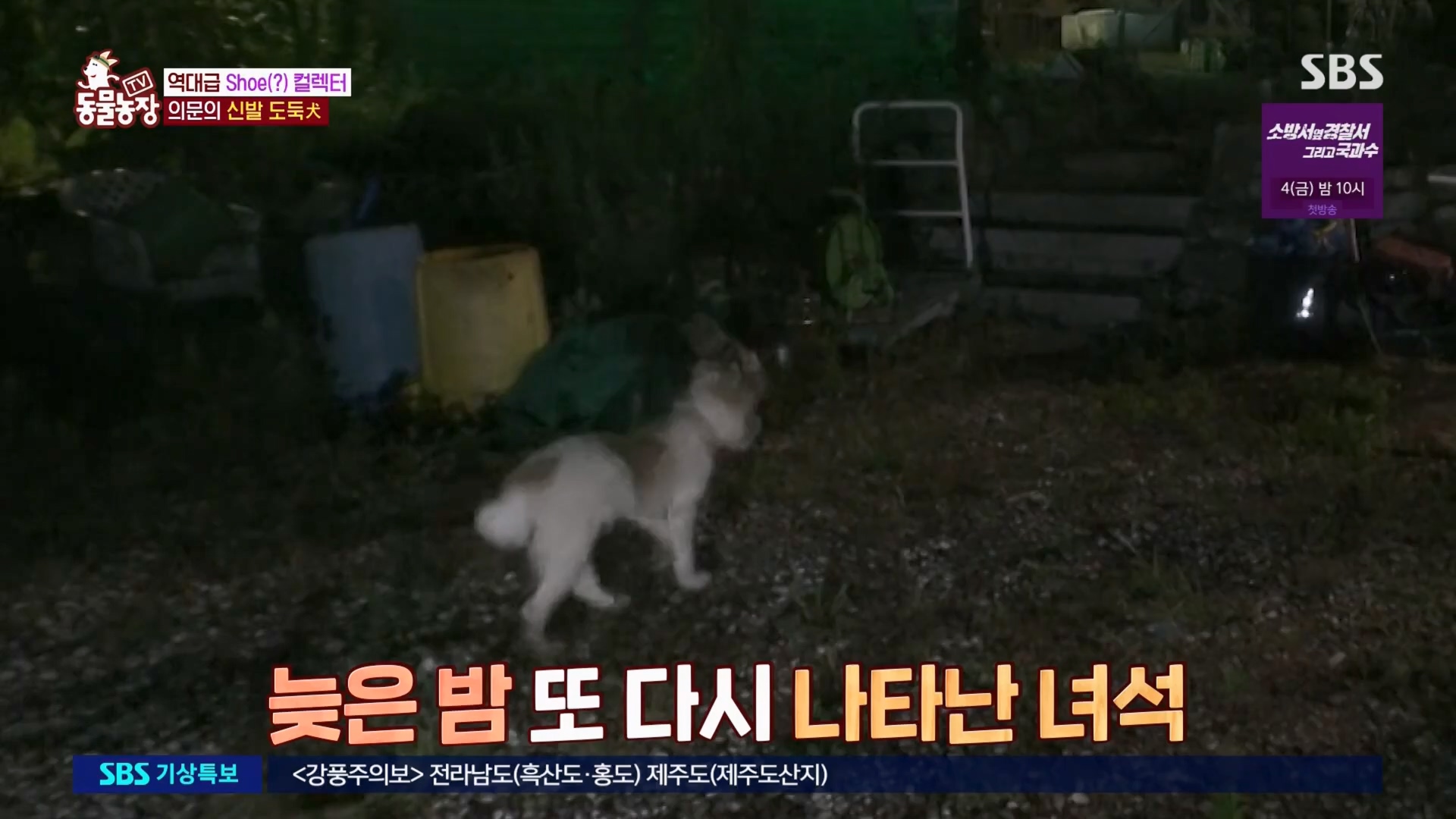 TV 동물농장.E1130.230723p.H264-F1RST.mp4_20230723_171219.777.jpg