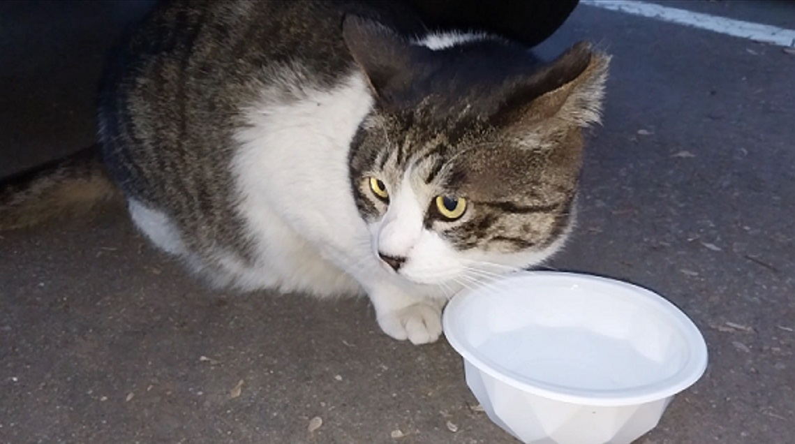 Feline Activities 35