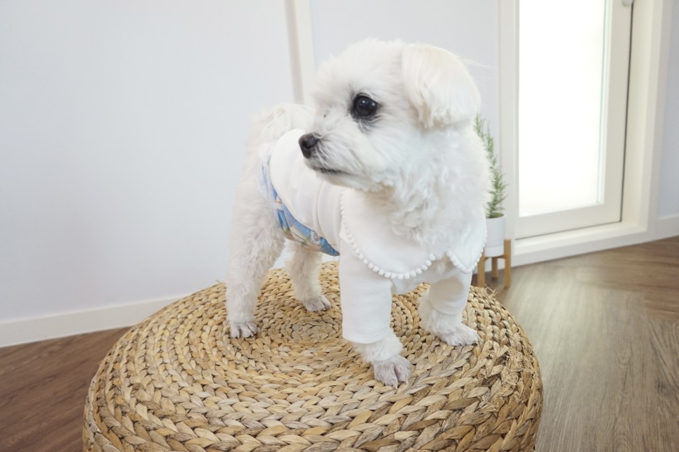 옷 쇼핑몰 강아지옷 쇼핑몰예쁜 14