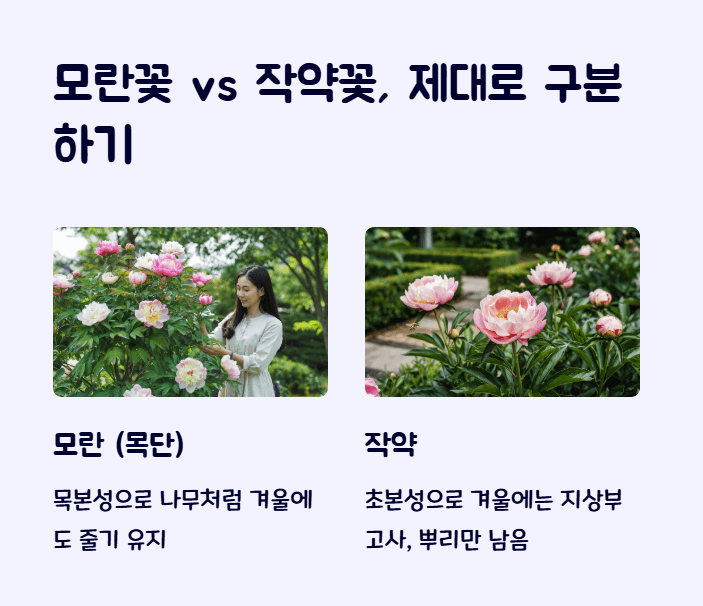 모란꽃과 작약꽃