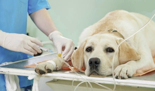 강아지 췌장염 치료방법
