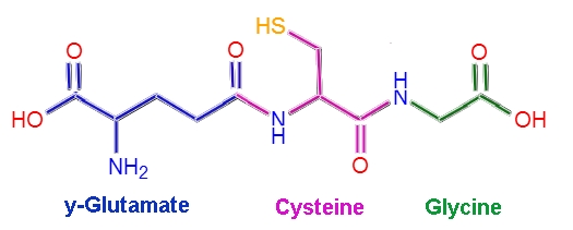 글루타치온에 대하여