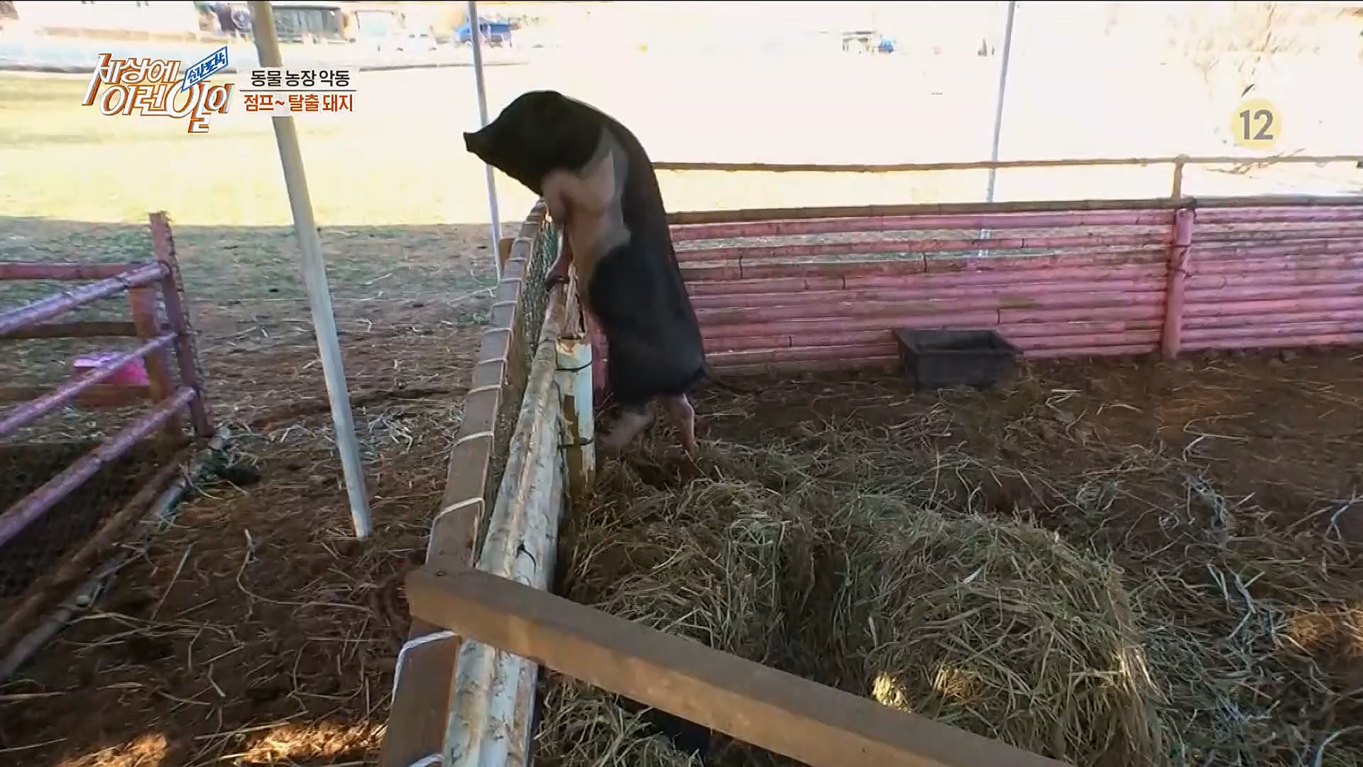 순간포착 세상에 이런일이.E1221.230314p.H264-F1RST.mp4_20230315_141008.027.jpg