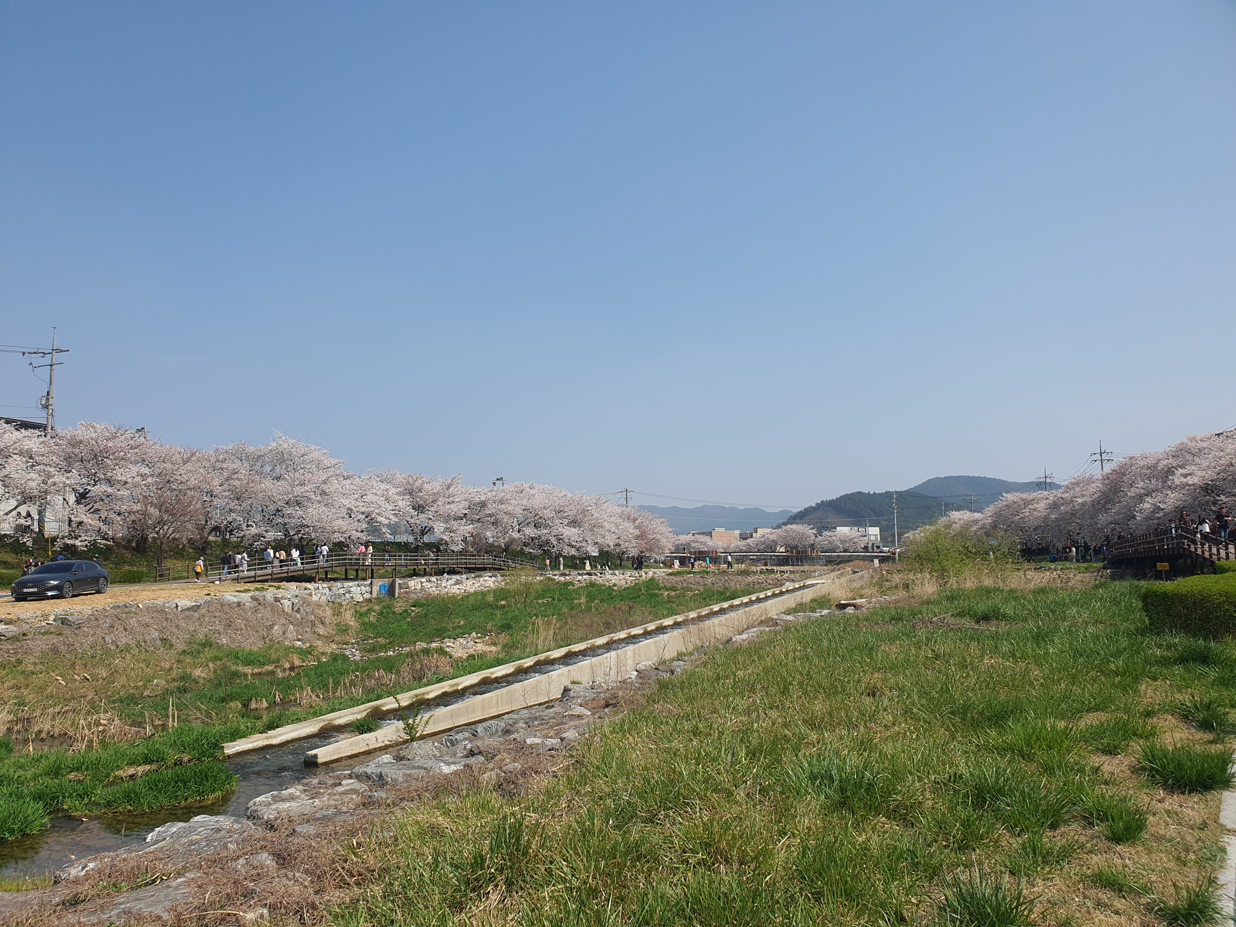 서산 벚꽃 명소 해미천, 산책 루트 사진 찍기 좋은 포인트