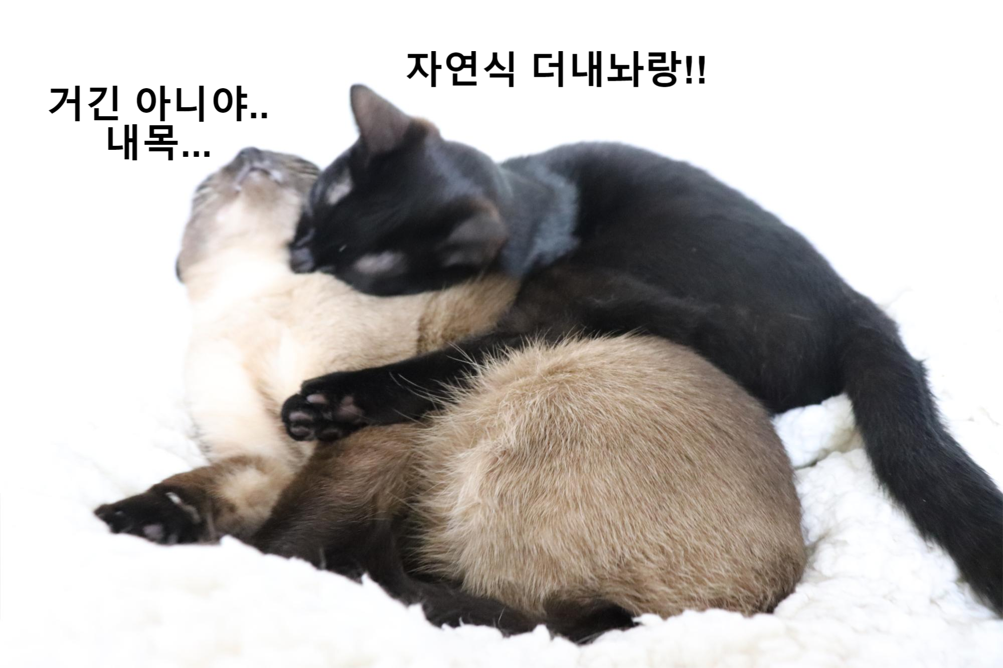  고양이 자연식 순위 TOP 3 - 고양이는 어떤 자연식을 제일 좋아할까?