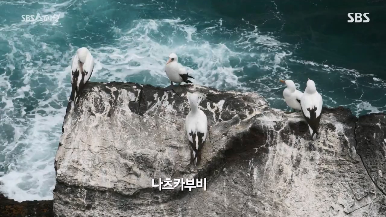 일요특선 다큐멘터리.E325.230724p-NEXT.mp4_20230726_213057.157.jpg
