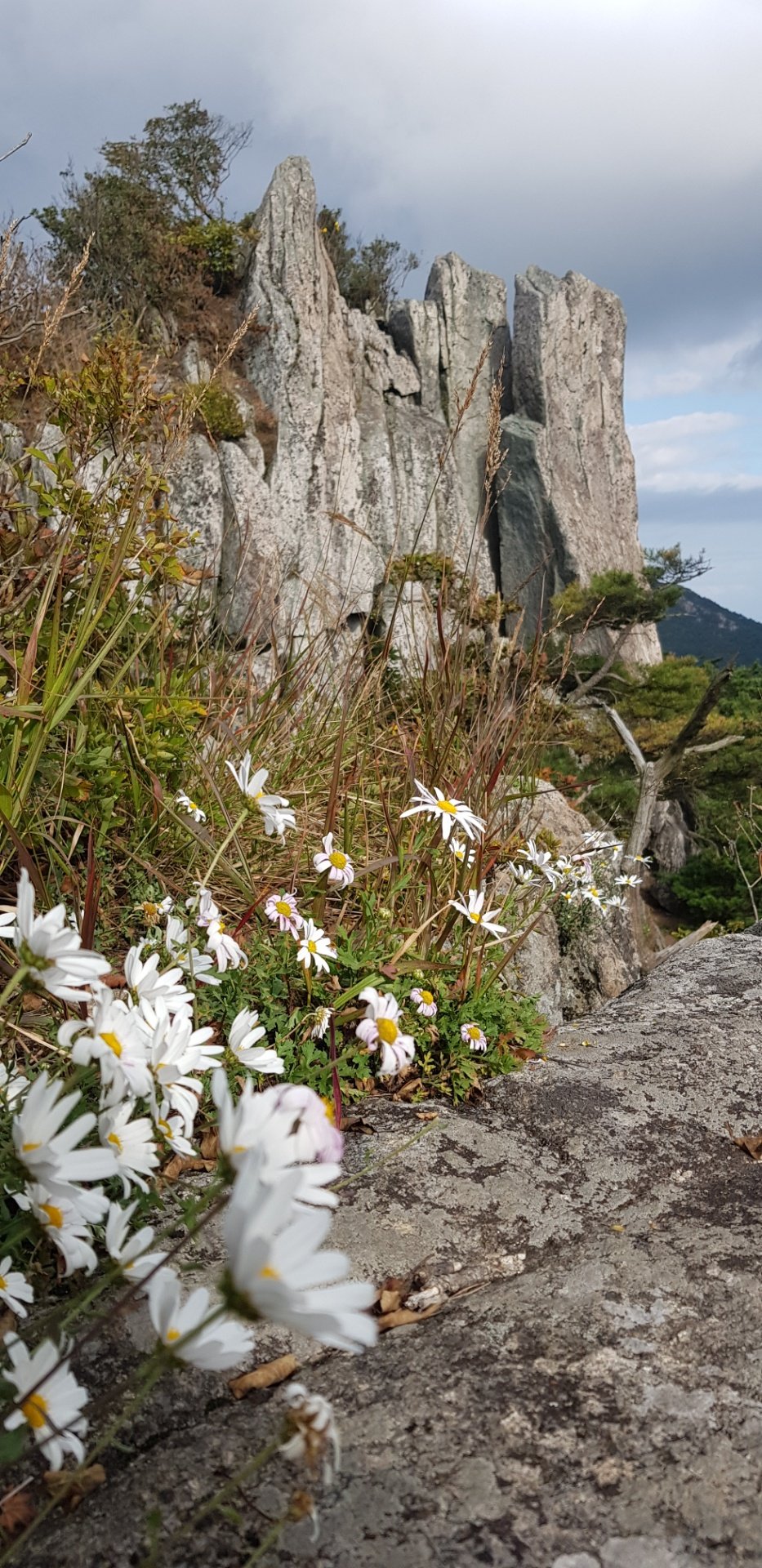 대구 영천 팔공산 암벽과 구절초