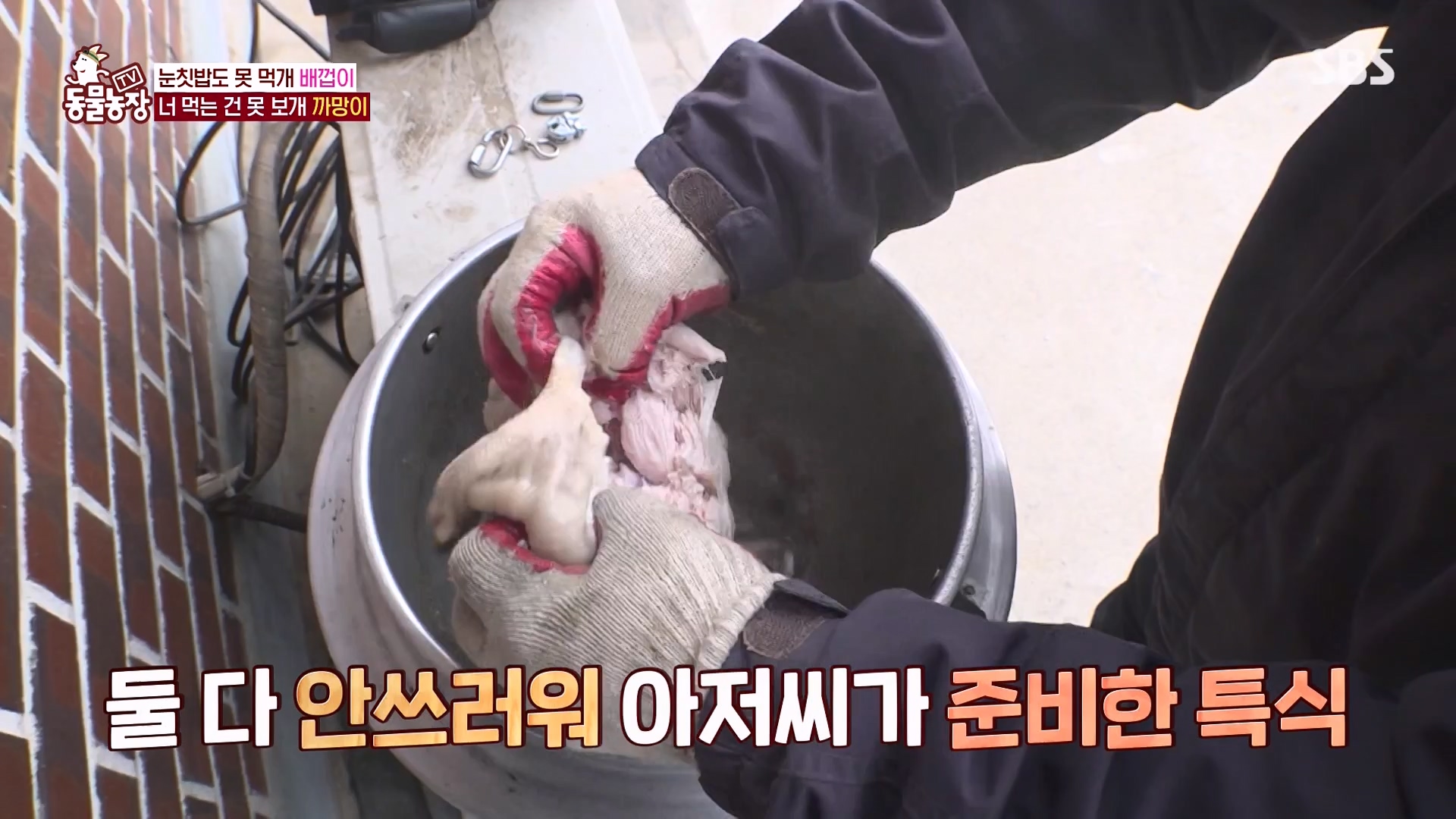 TV 동물농장.E1157.240204p-NEXT.mp4_20240204_172352.434.jpg