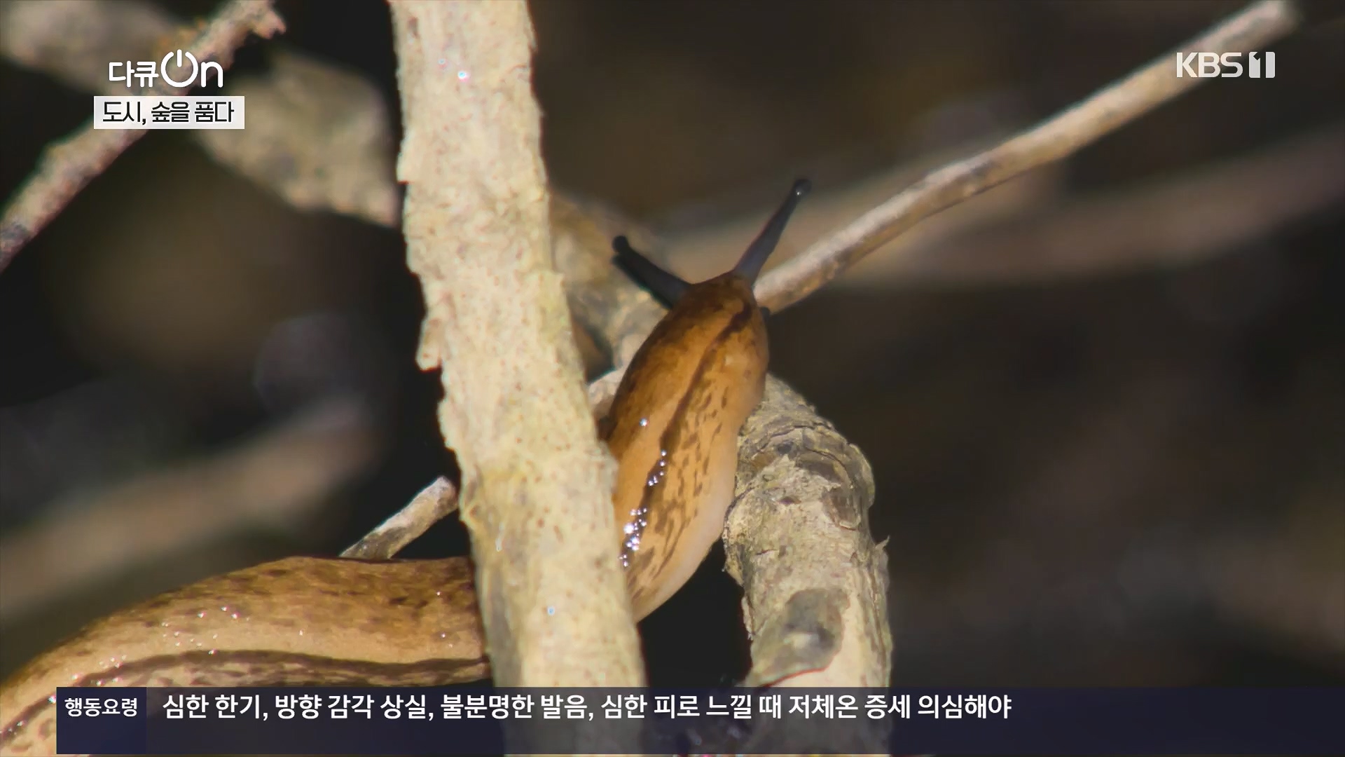 다큐 On.E232.231216p.H264-F1RST.mp4_20231220_212228.860.jpg