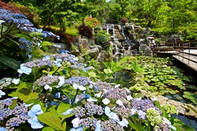 화담숲 여름 수국축제 볼거리