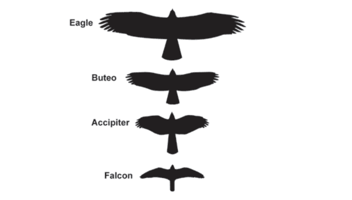 날개 모양 차이
