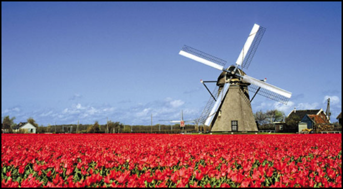 ▲ 네덜란드 암스테르담 인근의 튤립밭 모습이에요. 튤립의 원산지는 터키이지만&#44; 지금은 네덜란드를 상징하는 꽃이 되었어요. /Corbis 토픽이미지.