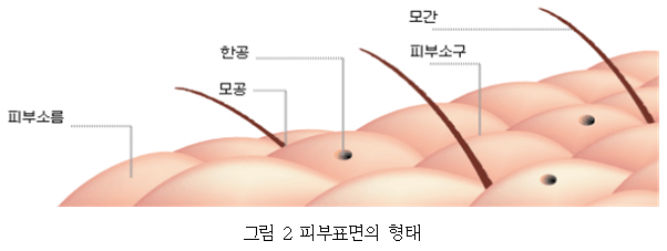 생화학개론 | 피부계(Skin) - undefined - 모든 영역 생화학개론 | 피부계(Skin) - undefined - 모든 영역