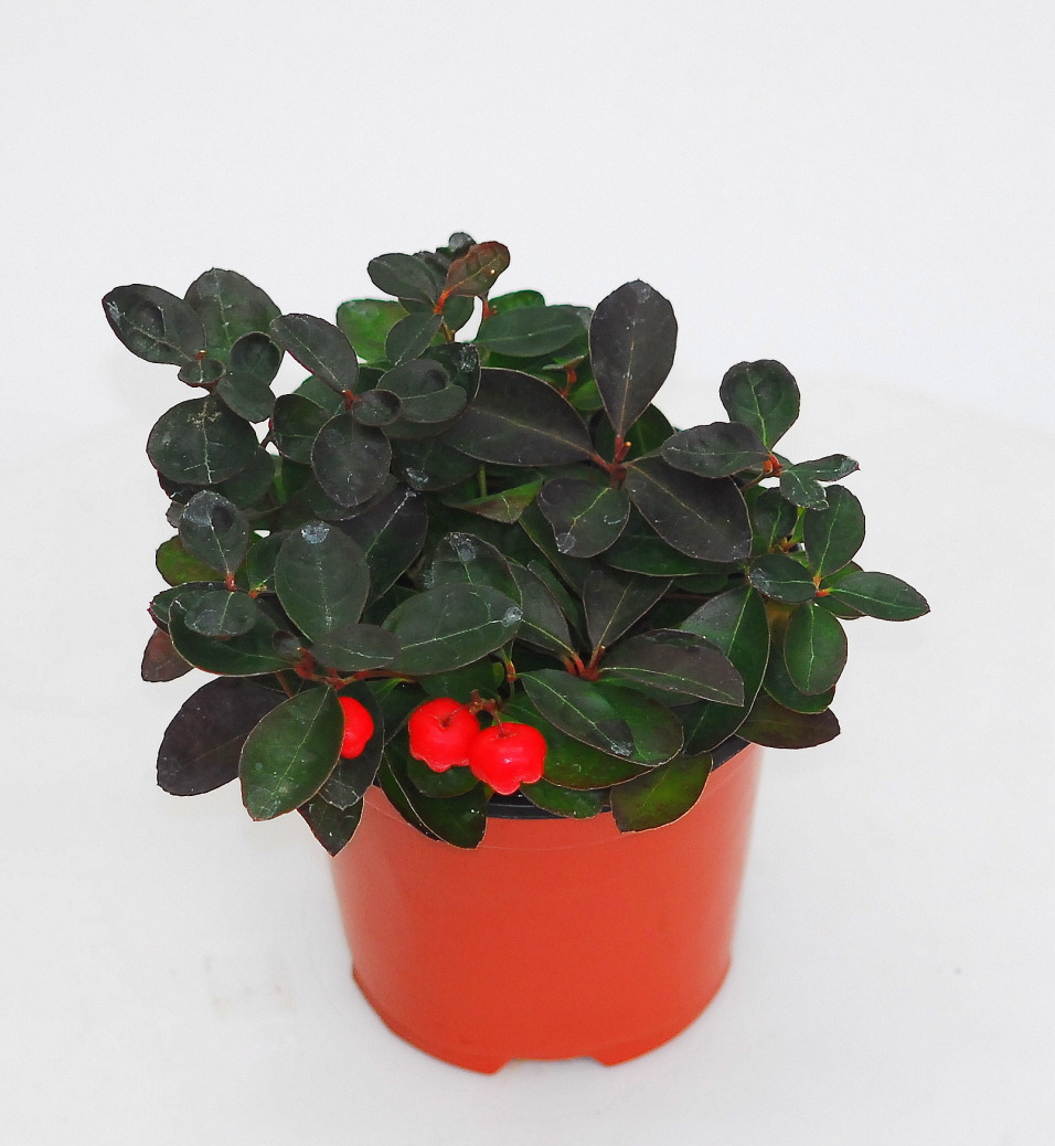 가울테리아 / 진달래과 Gaultheria procumbens