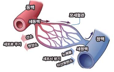 동맥과 정맥의 차이점 