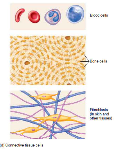 Connective Tissue Cells (결합 조직 세포)