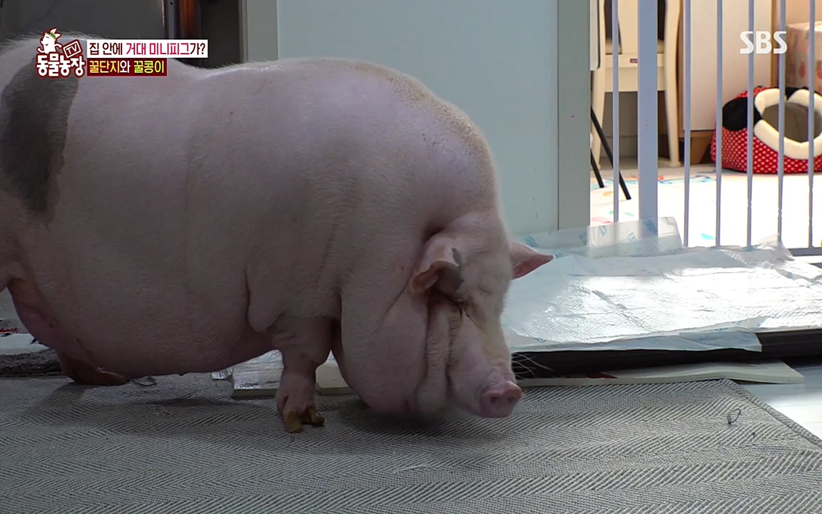 TV 동물농장.E1080.220732p-NEXT.mp4_20220731_174224.368.jpg