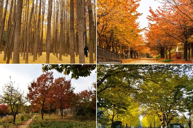 서울숲-단풍사진