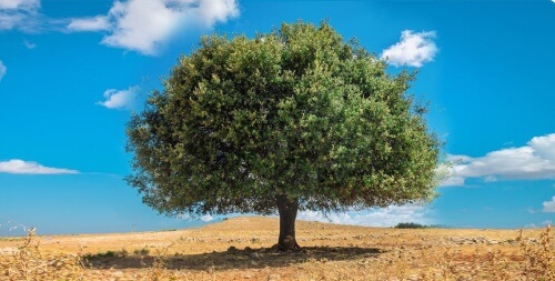 아르간나무-철의나무