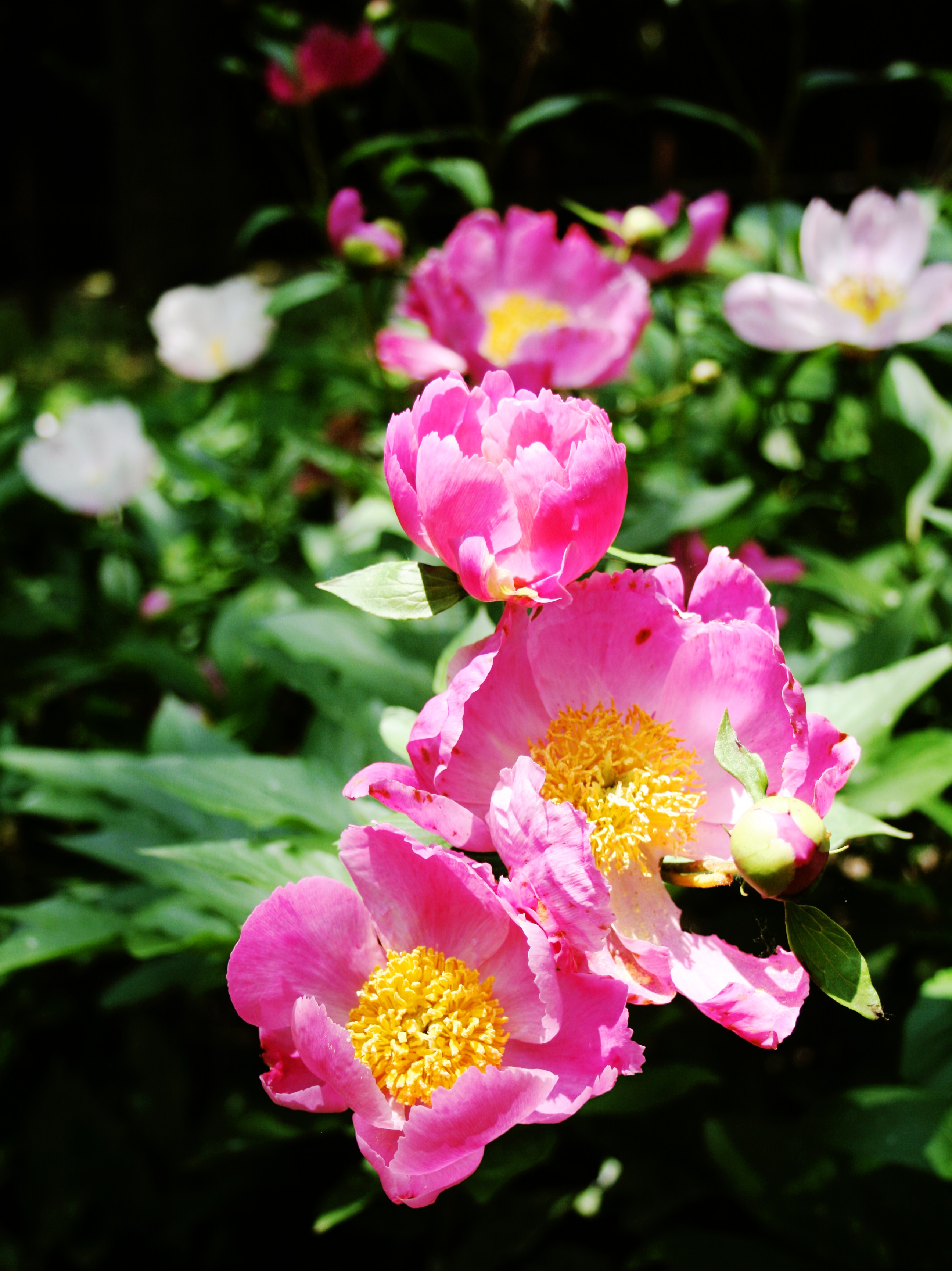 peony 이미지