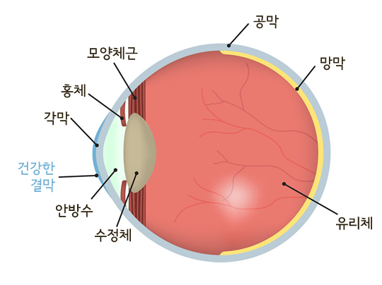 드림렌즈-눈 구조-수정체