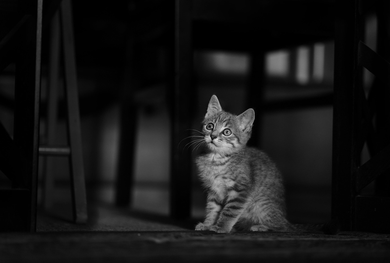고양이 반려묘