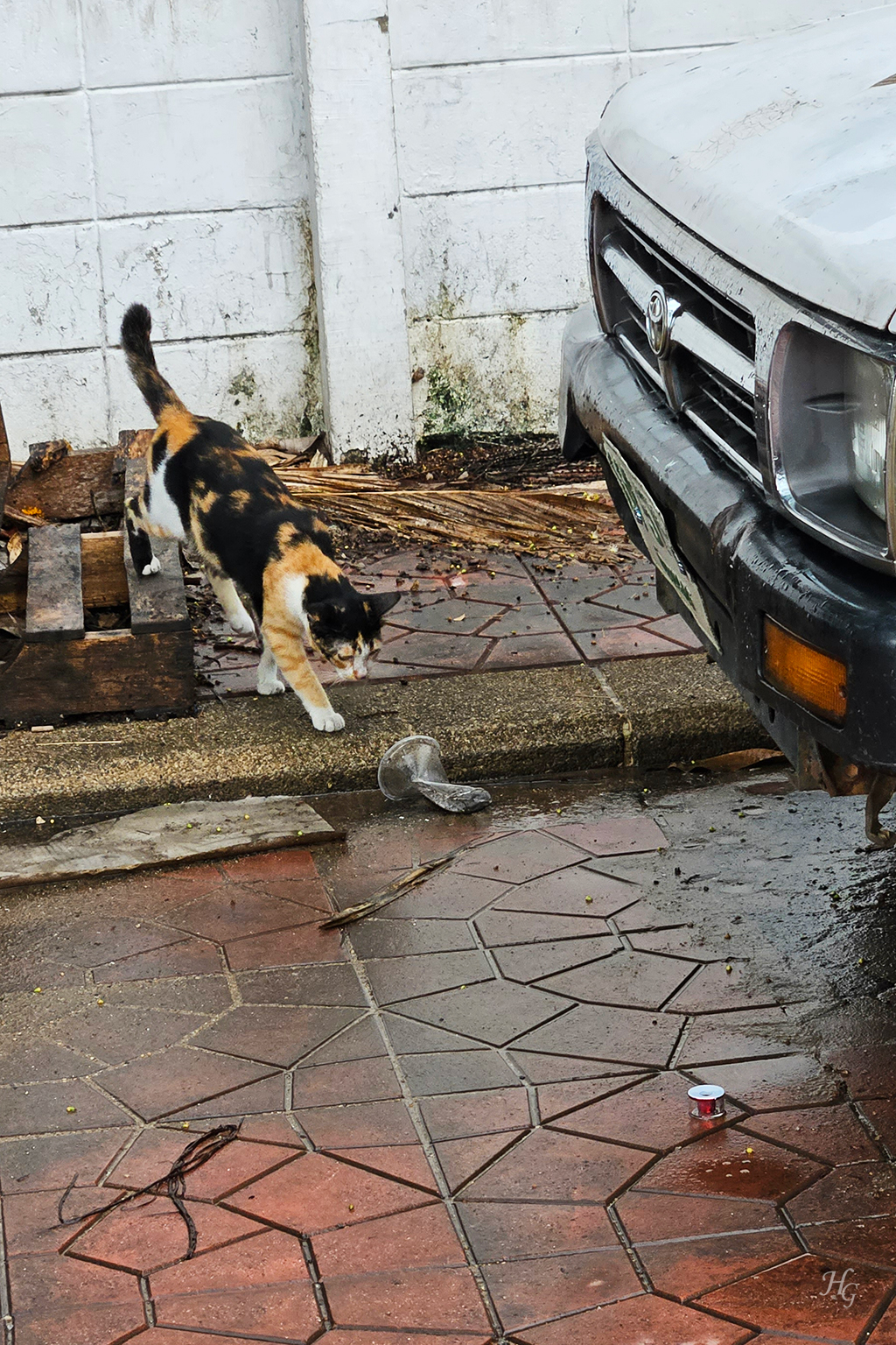 카오산로드 길냥이