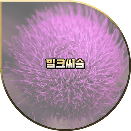  밀크씨슬 효능 5가지 및 권장섭취량과 부작용 정리 :: 간영양제 효과