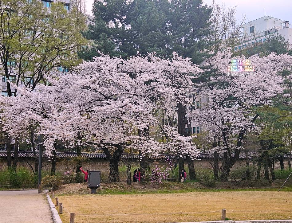 서울 벚꽃 명소 나들이 추천 경복궁&#44; 덕수궁 4월 개화 상황 서울 가볼만한곳