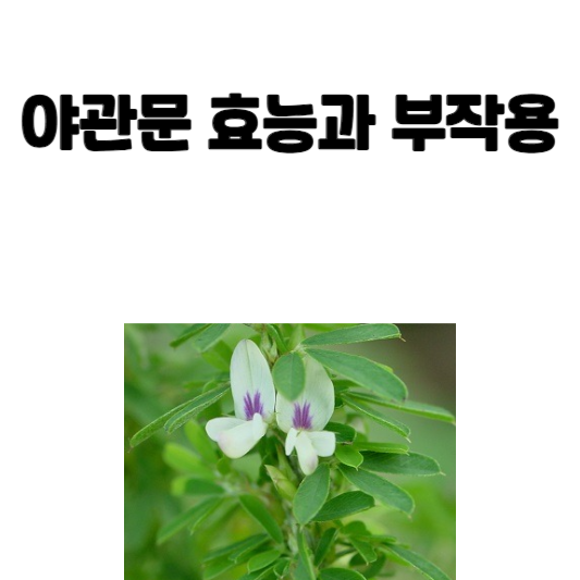 야관문 효능과 부작용