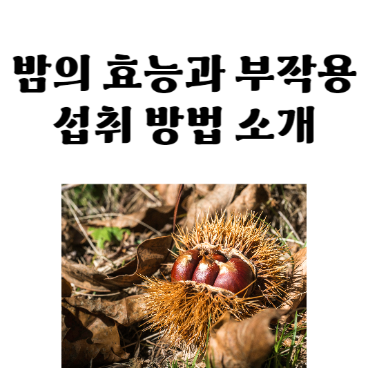 밤의 효능과 부작용&#44; 섭취 방법