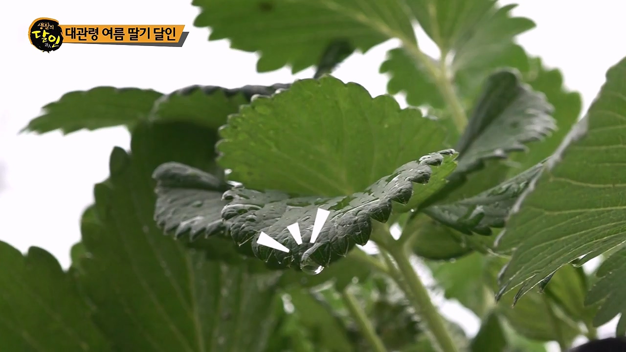 생활의 달인.E941.240625p-NEXT.mp4_20240625_211152.734.jpg