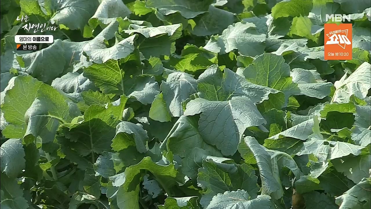 나는 자연인이다.E531.221208p.H264-F1RST.mp4_20221208_204230.397.jpg