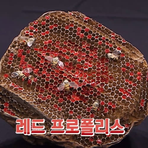  레드 프로폴리스 원액 효능 부작용 섭취 시 주의사항